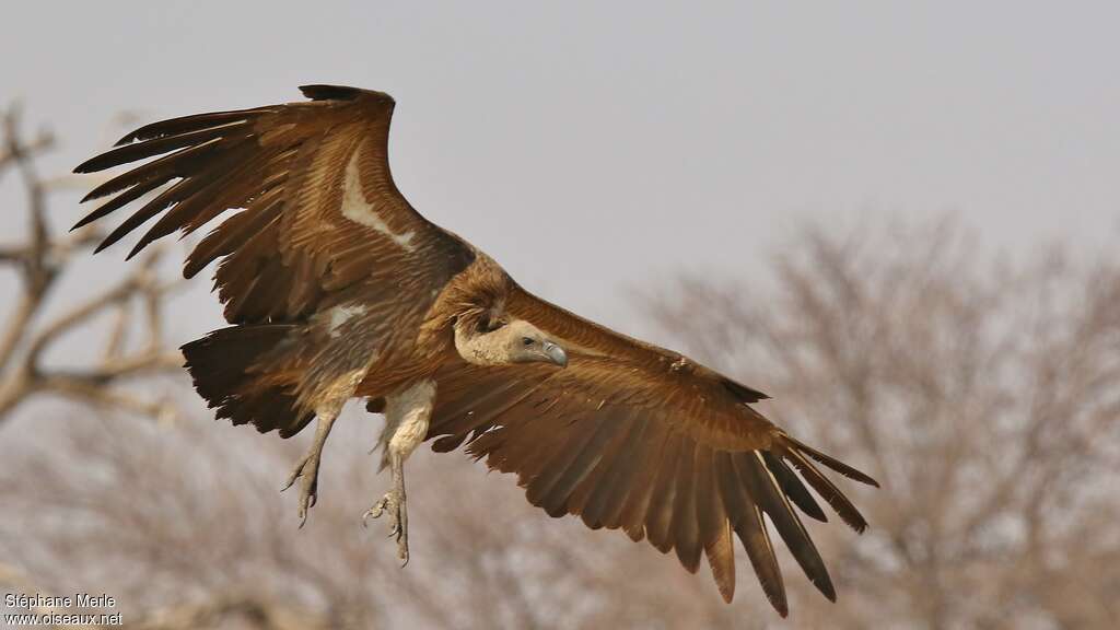 Vautour africainjuvénile, pigmentation, Vol