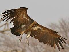 White-backed Vulture