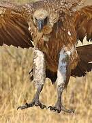 White-backed Vulture