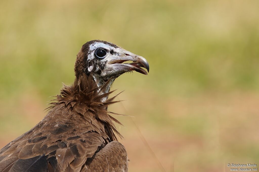 Vautour charognard