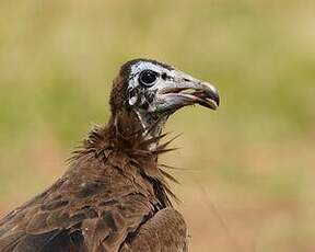 Vautour charognard