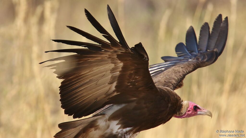 Vautour charognard