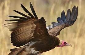 Hooded Vulture