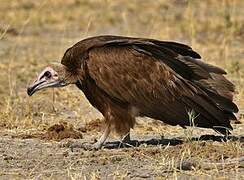 Hooded Vulture