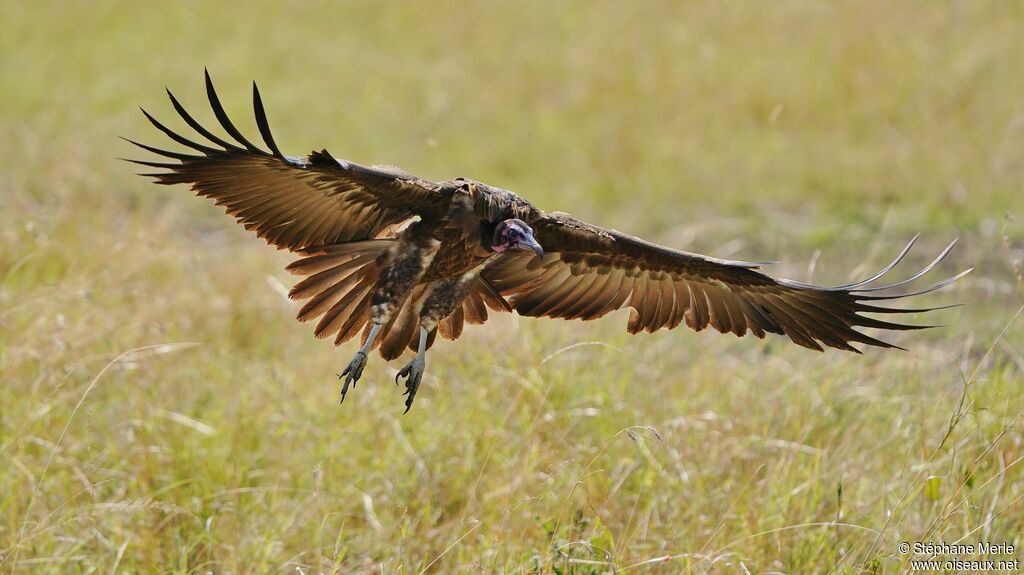 Hooded Vulture