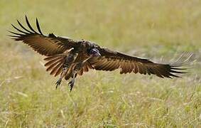 Hooded Vulture