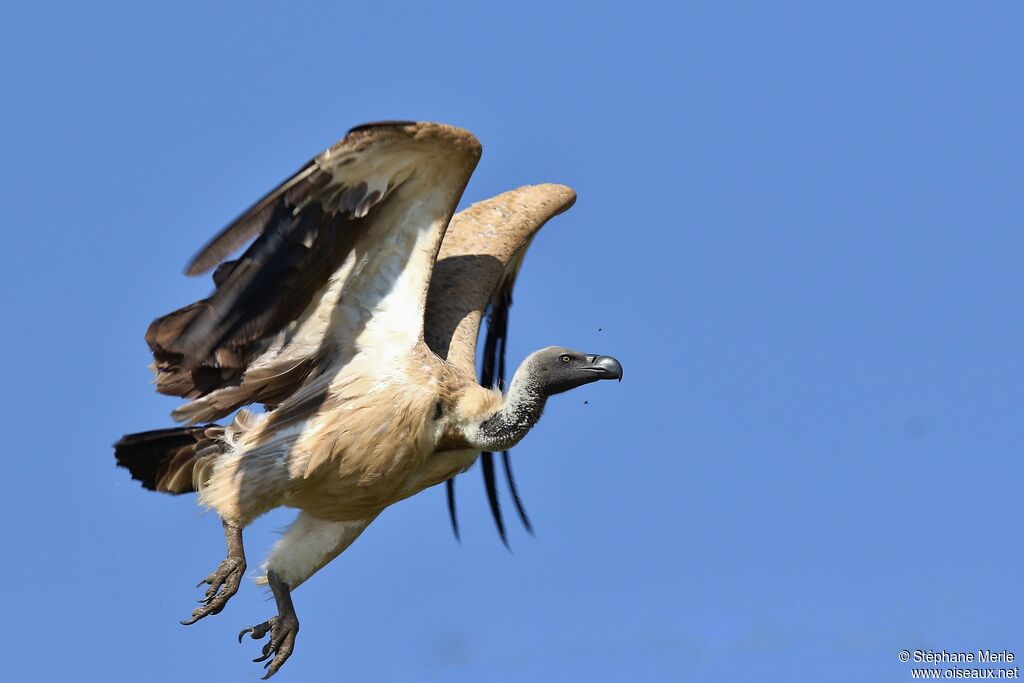 Cape Vulture