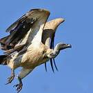 Vautour chassefiente