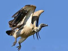 Cape Vulture