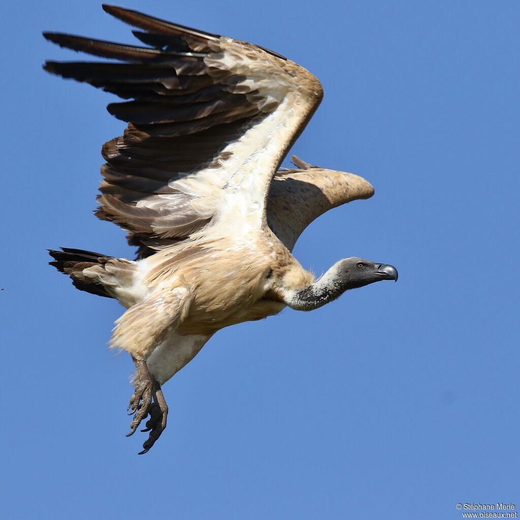 Cape Vulture