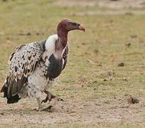 Rüppell's Vulture