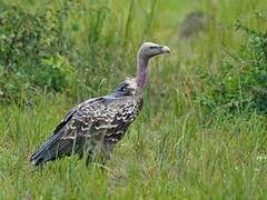 Rüppell's Vulture