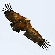 Griffon Vulture