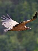 Griffon Vulture