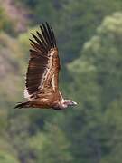 Griffon Vulture