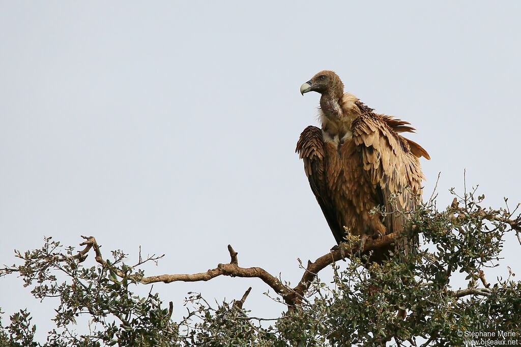 Griffon Vulture