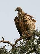 Griffon Vulture