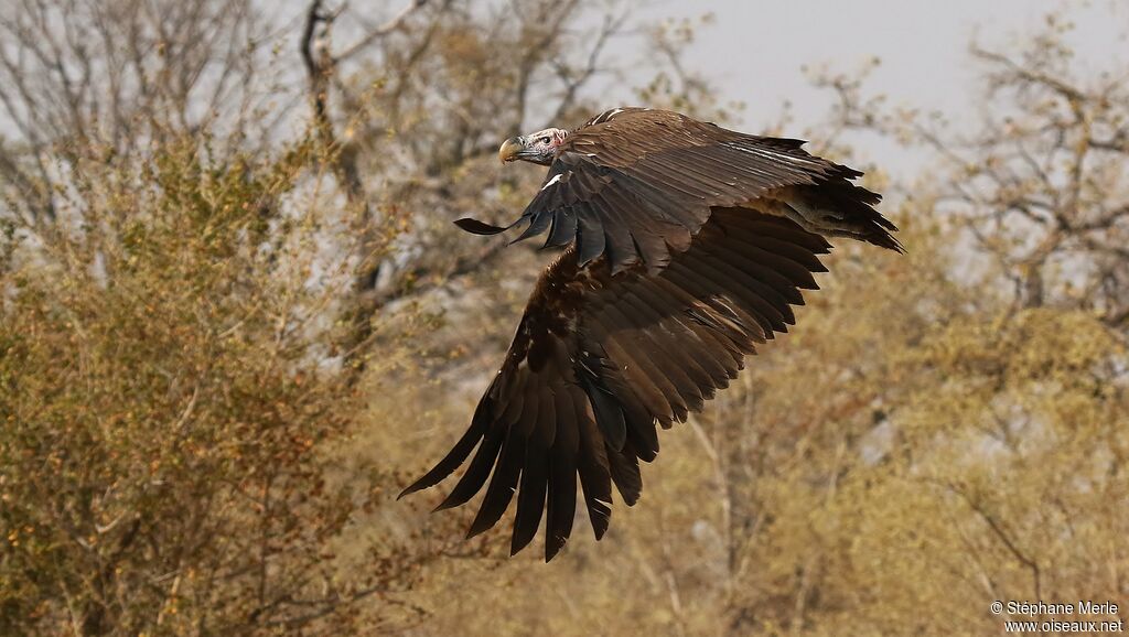 Lappet-faced Vulture