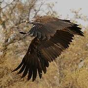 Lappet-faced Vulture