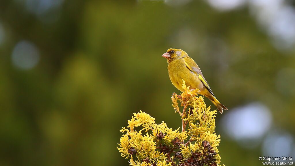 European Greenfinch