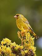 European Greenfinch