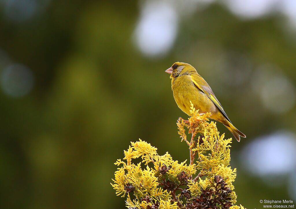 European Greenfinch