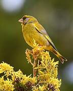 European Greenfinch