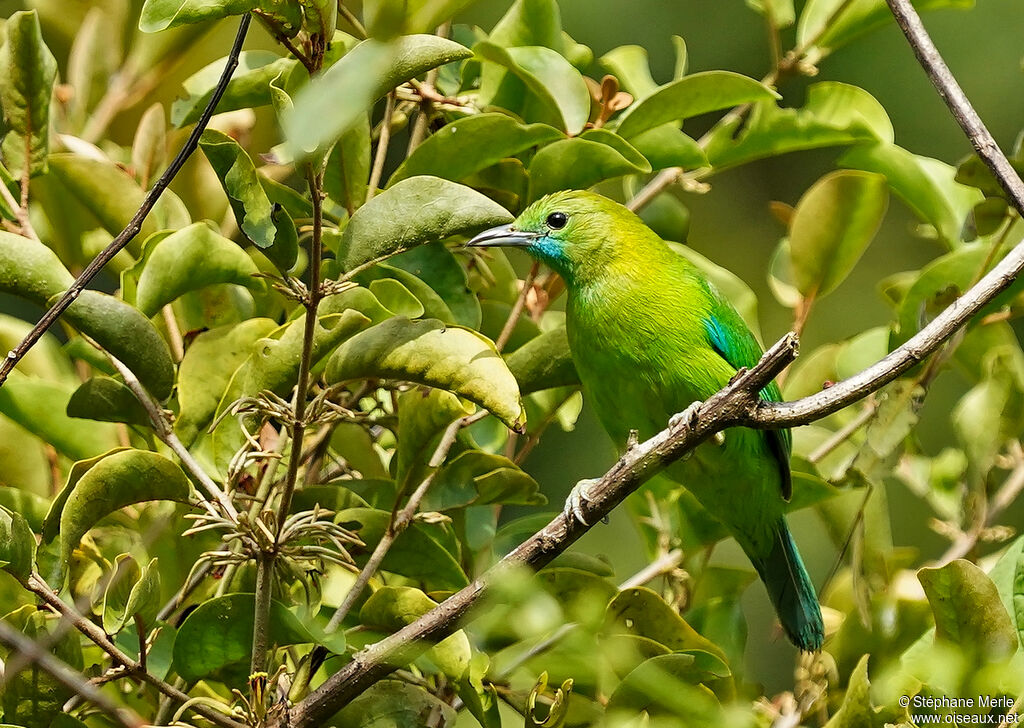 Blue-winged Leafbird female adult