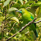 Verdin à ailes bleues