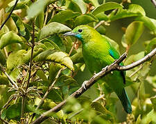 Blue-winged Leafbird