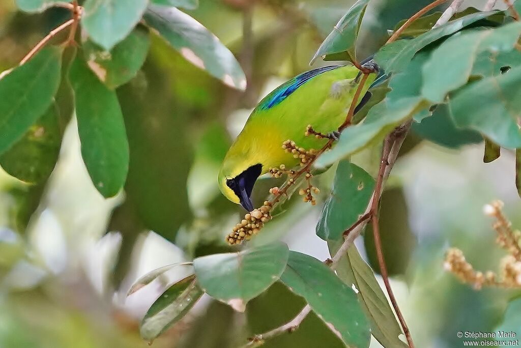 Verdin à ailes bleues mâle adulte