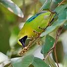 Verdin à ailes bleues
