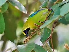 Blue-winged Leafbird