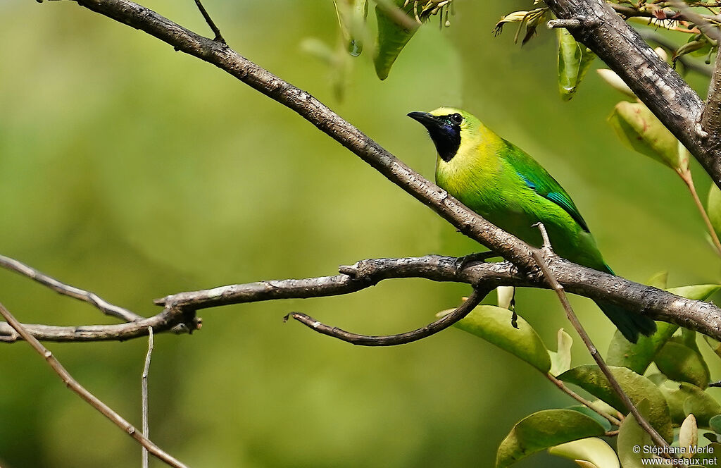 Verdin à ailes bleues mâle adulte