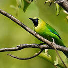Verdin à ailes bleues