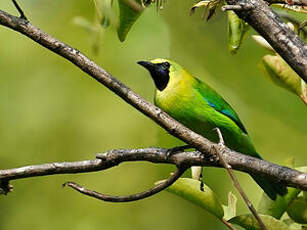 Verdin à ailes bleues