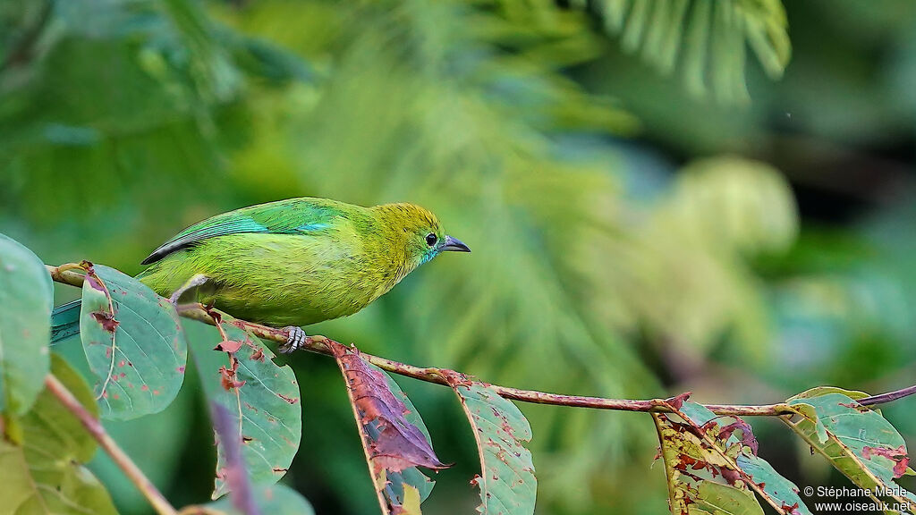 Verdin à ailes bleues