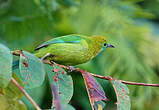 Verdin à ailes bleues