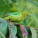 Verdin à ailes bleues
