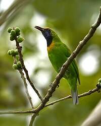 Verdin à front d'or