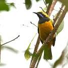Verdin de Hardwick