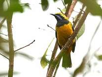 Verdin de Hardwick