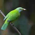 Verdin de Hardwick