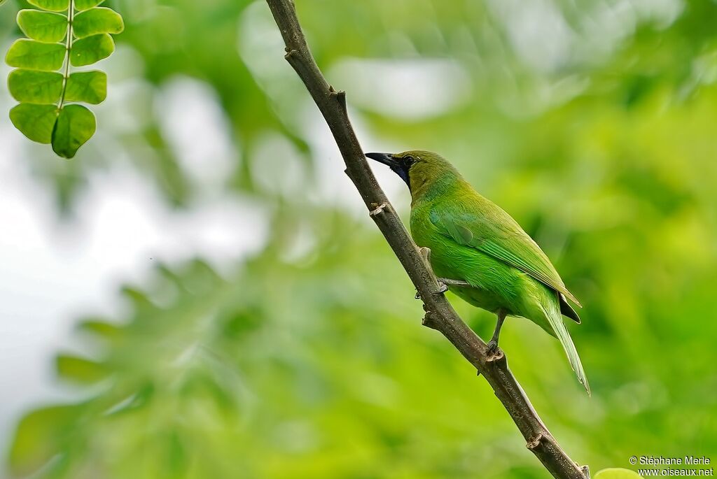 Jerdon's Leafbird