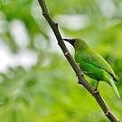 Verdin de Jerdon