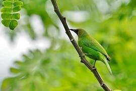 Jerdon's Leafbird