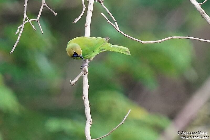 Jerdon's Leafbird male