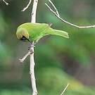 Verdin de Jerdon