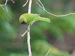 Jerdon's Leafbird