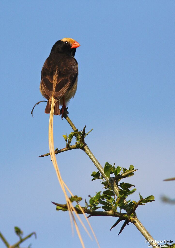 Straw-tailed Whydah male adult